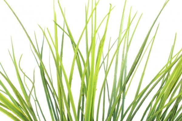 Рослина штучна Штучні пагони бамбука 48 см