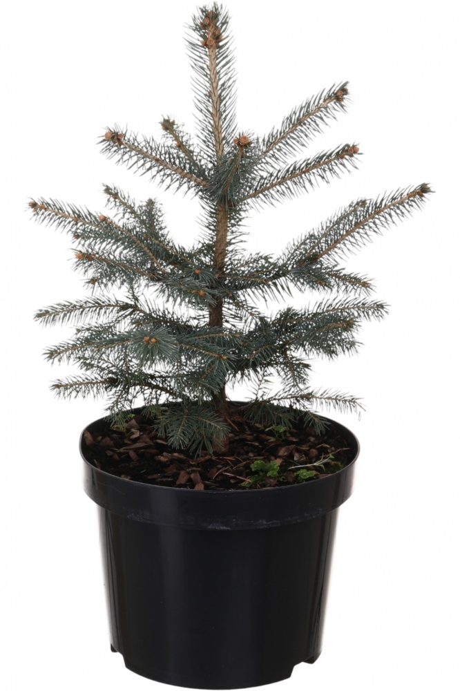 Растение Ель Kaibab C5
