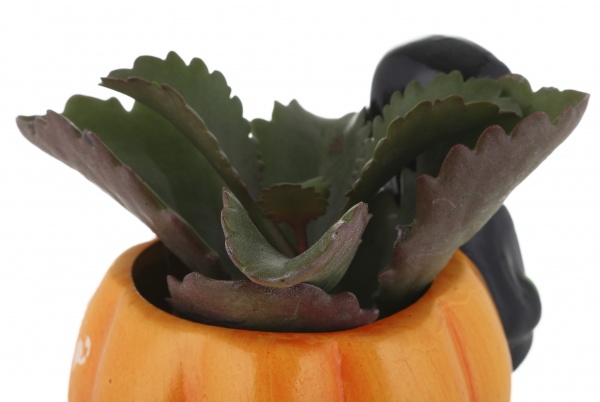 Суккулент в горшке хелоуин 6/12