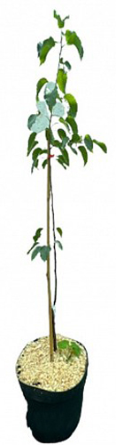 Саженец Яблоня/Груша в ассортименте 1 шт