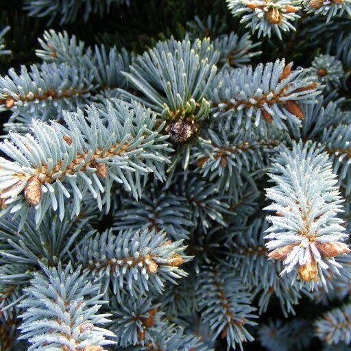 Ель колючая / Picea pungens Glauca Globosa, С5