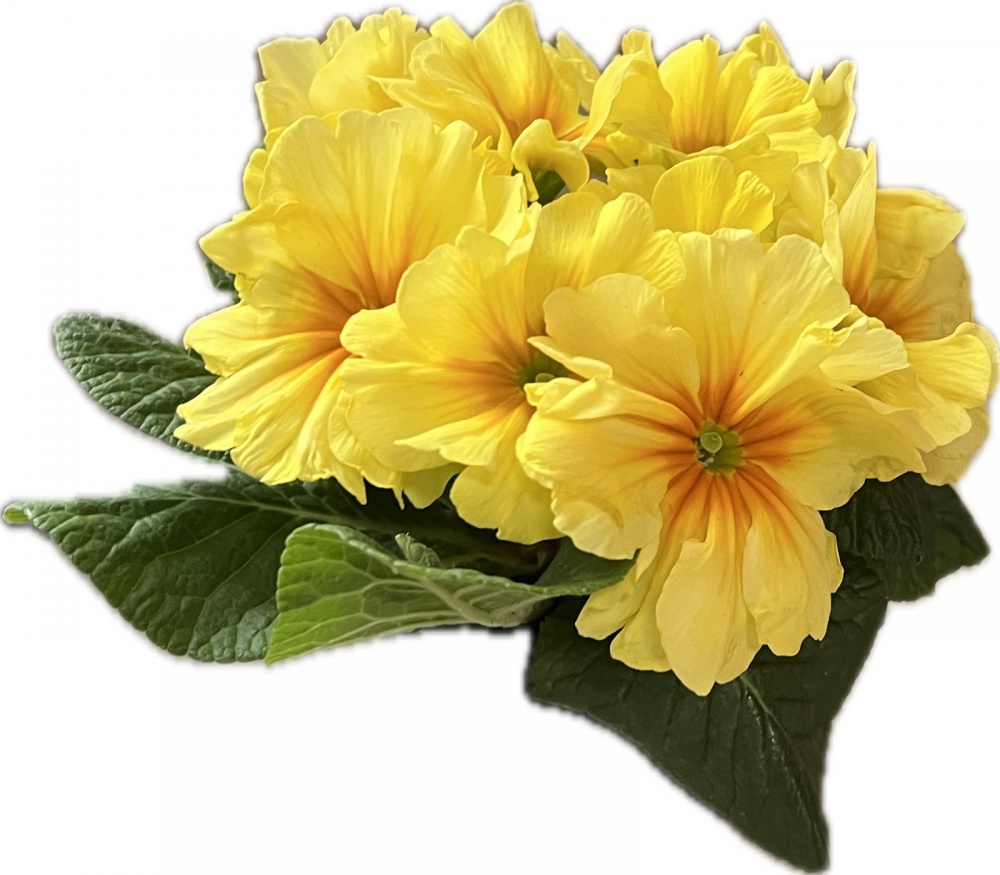 Растение комнатное Примула вульгарис