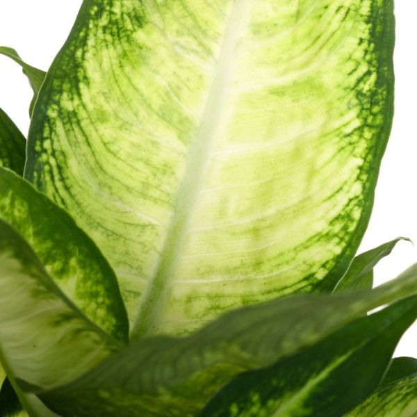 Рослина кімнатна Діффенбахія Мікс 12х40 см