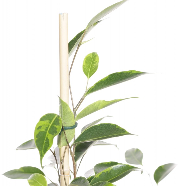 Растение комнатное Фикус 21/80 бенджамина микс