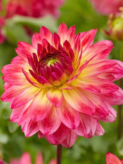 Корнеклубень георгины декоративной Арматерас 1 шт. 