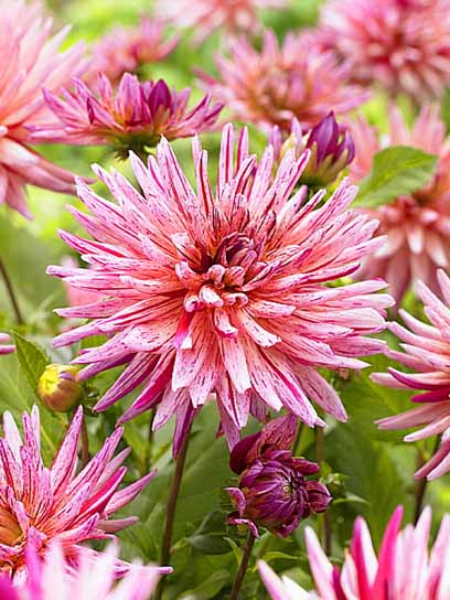 Корнеклубень георгины кактусовой Алан Мимун 1 шт. 