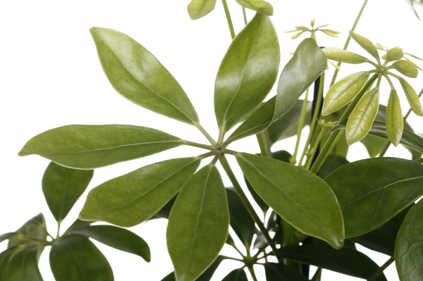 Рослина Шефлера Мелані d13/h40