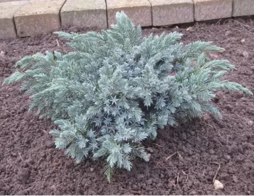 Растение Можжевельник чешуйчатый Блю Компакт С3 D20-30(укр)