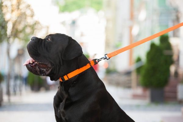 Ошейник Evolutor 2,5х25-70 см оранжевый