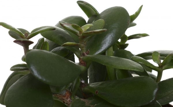 Рослина кімнатна Крассула 9х15 см