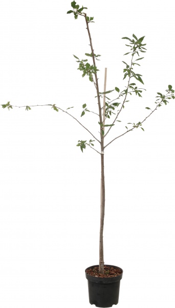 Саженец Декоплант сливы 2р (C7)