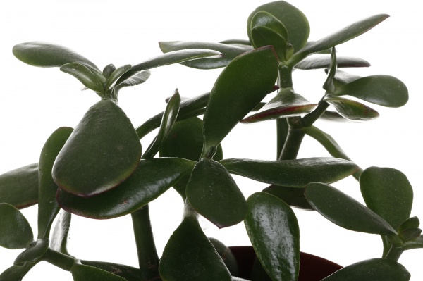 Растение комнатное Красулла микс 12х18 см