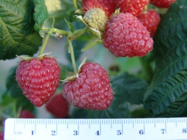 Саженец Брусвяна Малина Брусиловская 0,5 л