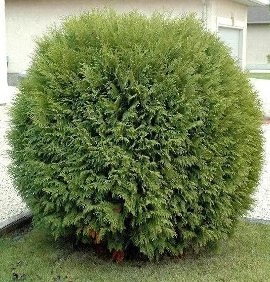 Растение Туя западная Вудварди С3 D20-30