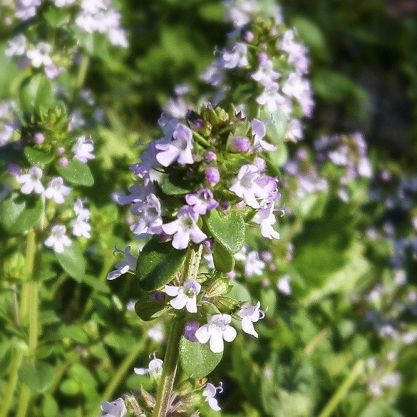 Насіння Професійне насіння чебрець 0,3 г (4823058202020)