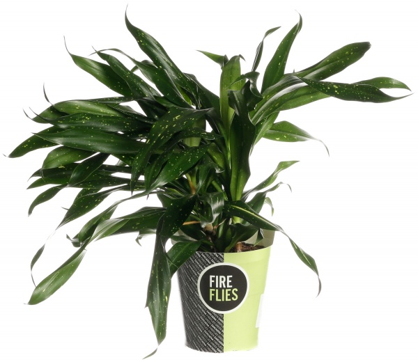 Растение комнатное Плантмикс 13/30