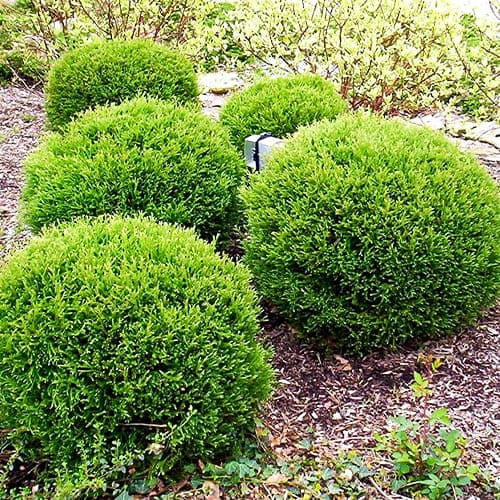 Саженец Туя Боулинг Болл d15/h30