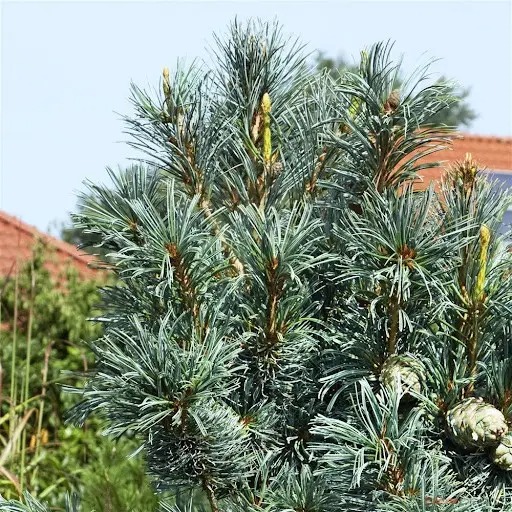 Растение Сосна мелкоцветковая / Pinus parviflora Blauer Engel, C20