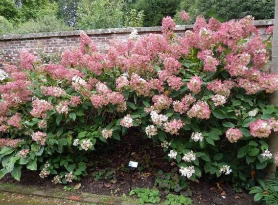Рослина Гортензія / Hydrangea paniculata Phantom, С12 Pa
