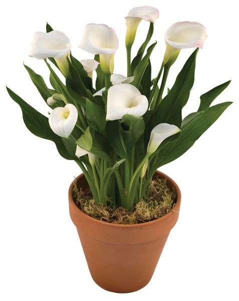 Растение Калла микс 12/40