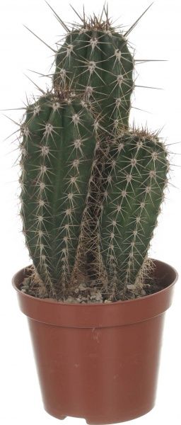 Кактус Cactus zuilen 8,5/10-12,5