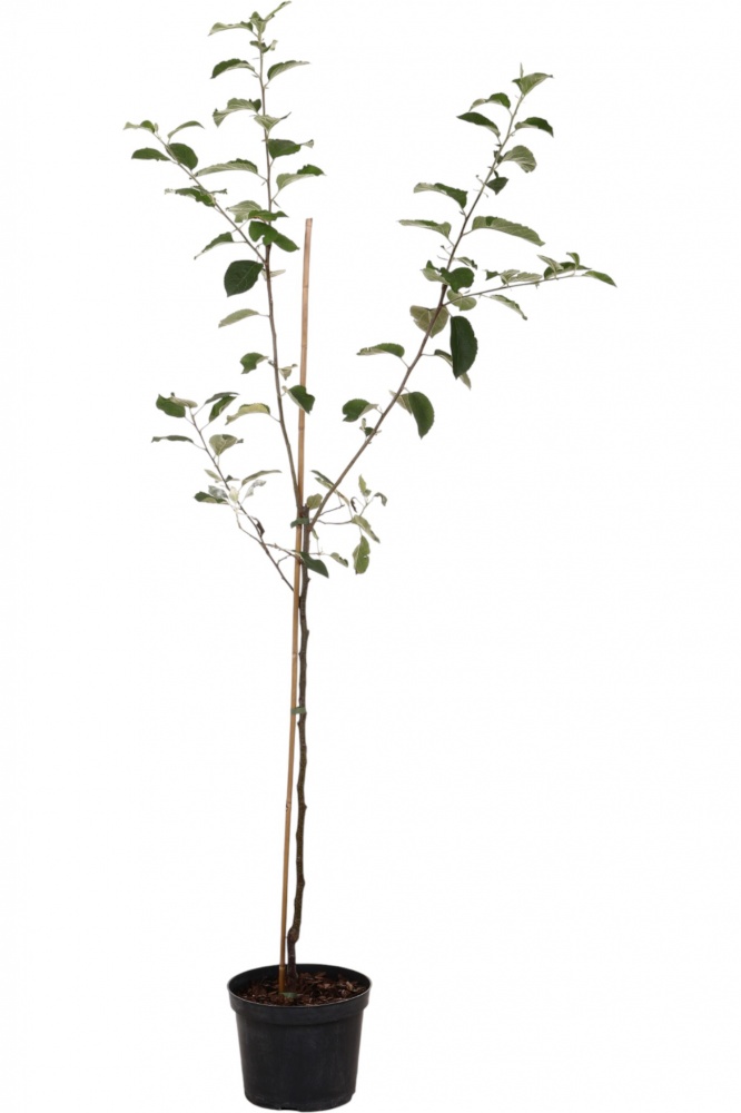 Саженец Яблуні 1р (C7)