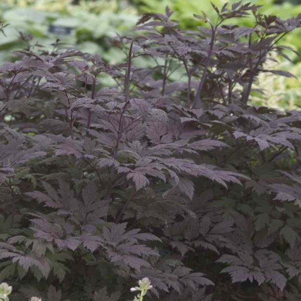 Саджанець Клопогін гіллястий Atropurpurea (С3)