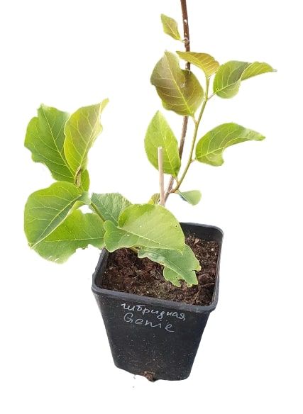 Саженец MegaPlant Магнолия Genie С7.5 110-120 см