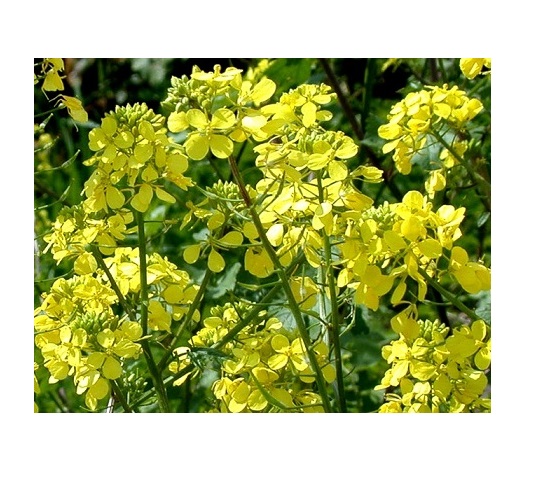 Семена Професійне насіння горчица желтая 1000 г (4820176697233)