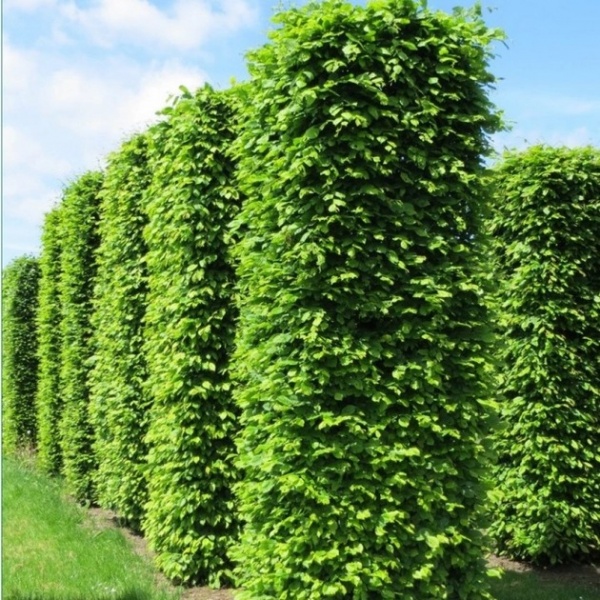 Растение Граб обыкновенный/Carpinus betulus С3-5/Н 80-150