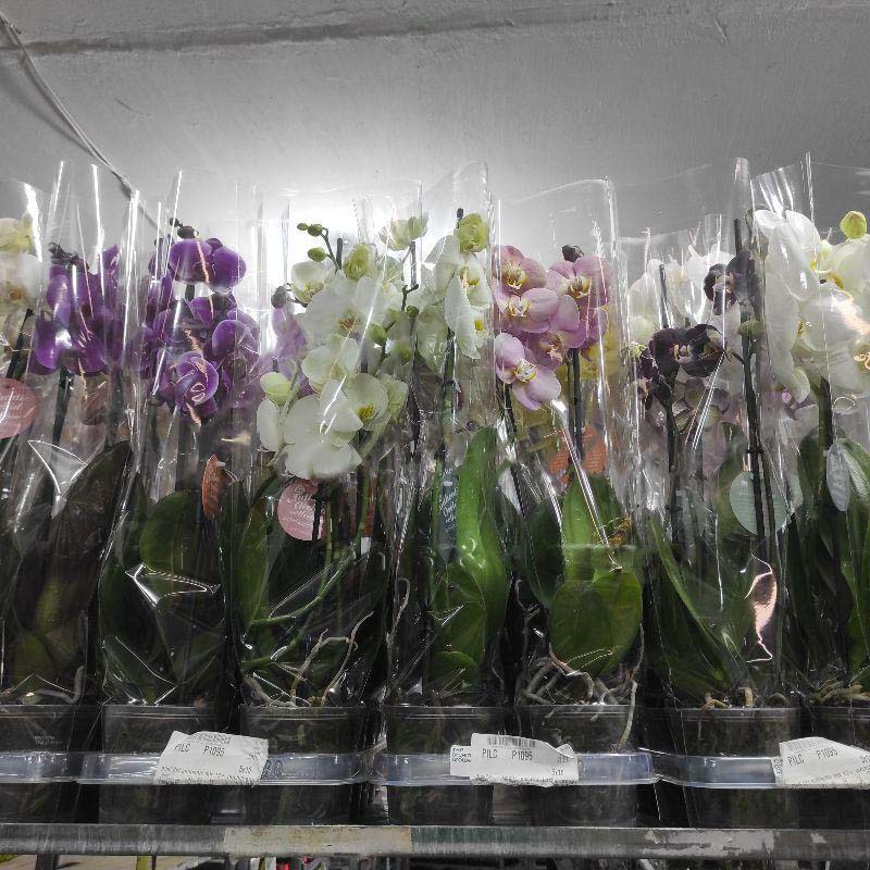 Растение Фаленопсис (орхидея) 12х60 Authentic микс (Ter Laak Orchids)