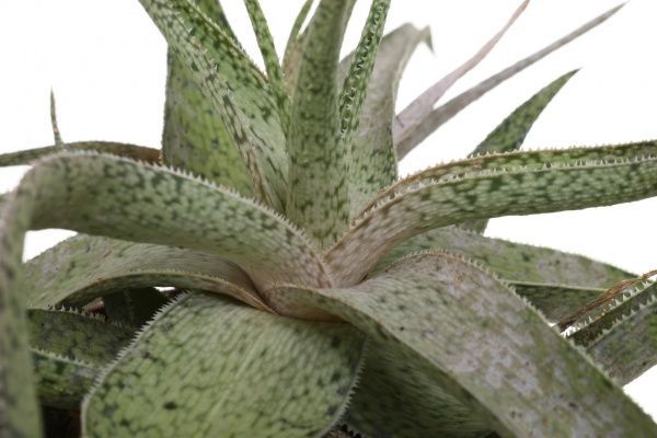 Растение комнатное Алоэ микс 10.5х15 см