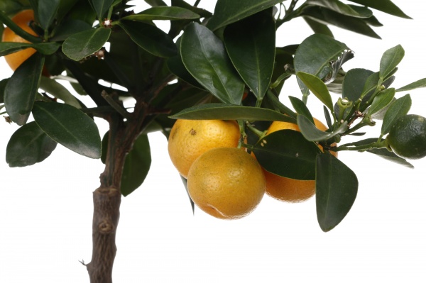 Растение Каламандин 15х55 см