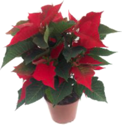 Растение Пуансеттия 12