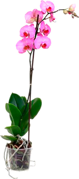 Растение Фаленопсис микс 1 ствол 12х75