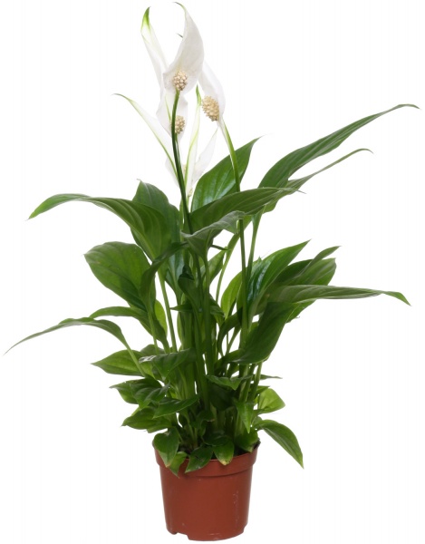 Растение спатифиллум 30x9 см
