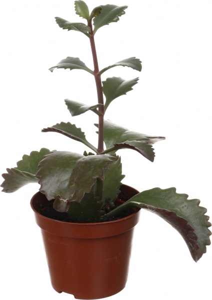 Рослина кімнатна Сукулент мікс 8х10 см