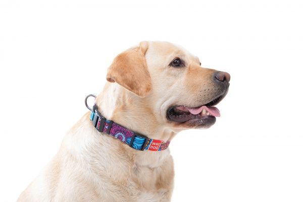 Ошейник WAUDOG Nylon с рисунком Лето 2х24-40 см