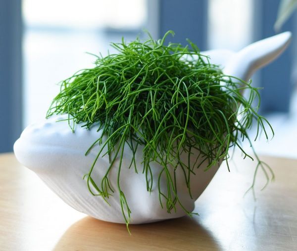 Кашпо Animal Land Кит білий матовий Дон Пион