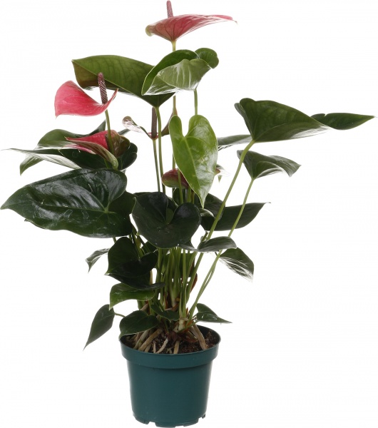 Растение комнатное Антуриум 12/40 микс