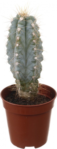 Рослина кімнатна Кактус мікс 5х10 см