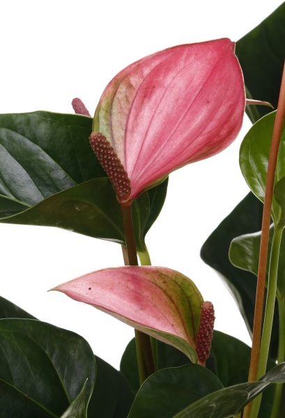 Растение комнатное Антуриум andreanum микс 14/50