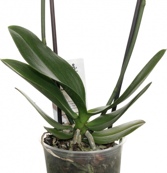 Рослина кімнатна Фаленопсис мікс 2 стовбури 12+ 12/50-60