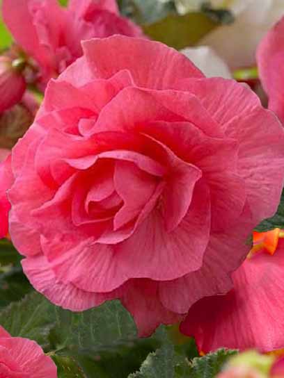 Бульба TUBERBULB Export B.V. бегонії повної Рожевої 1 шт.