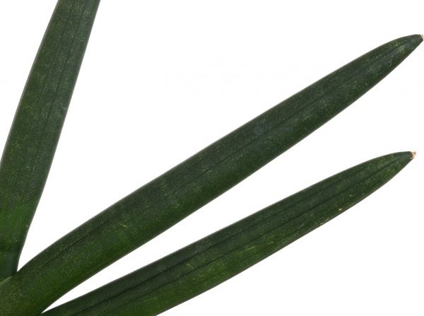 Растение Сансеверия 09х20 см сортовая