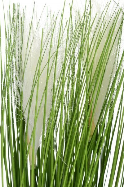 Цветочная композиция Камыш в белом цементном горшке 45 см