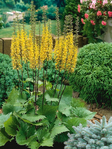 Корневище бузульника Пржевальского 1 шт. 