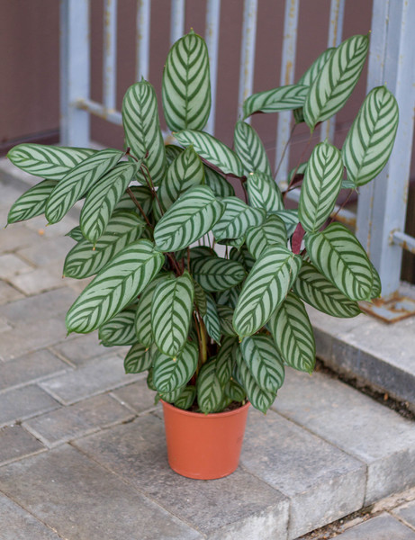 Растение комнатное Ктенанта 14х65 Compactstar