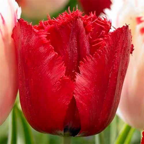 Цибулина Яскрава бахромчатий Red Wing 3 шт. 