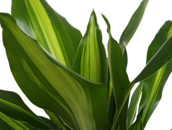 Растение Драцена Golden Coast 1 ствол 11/45